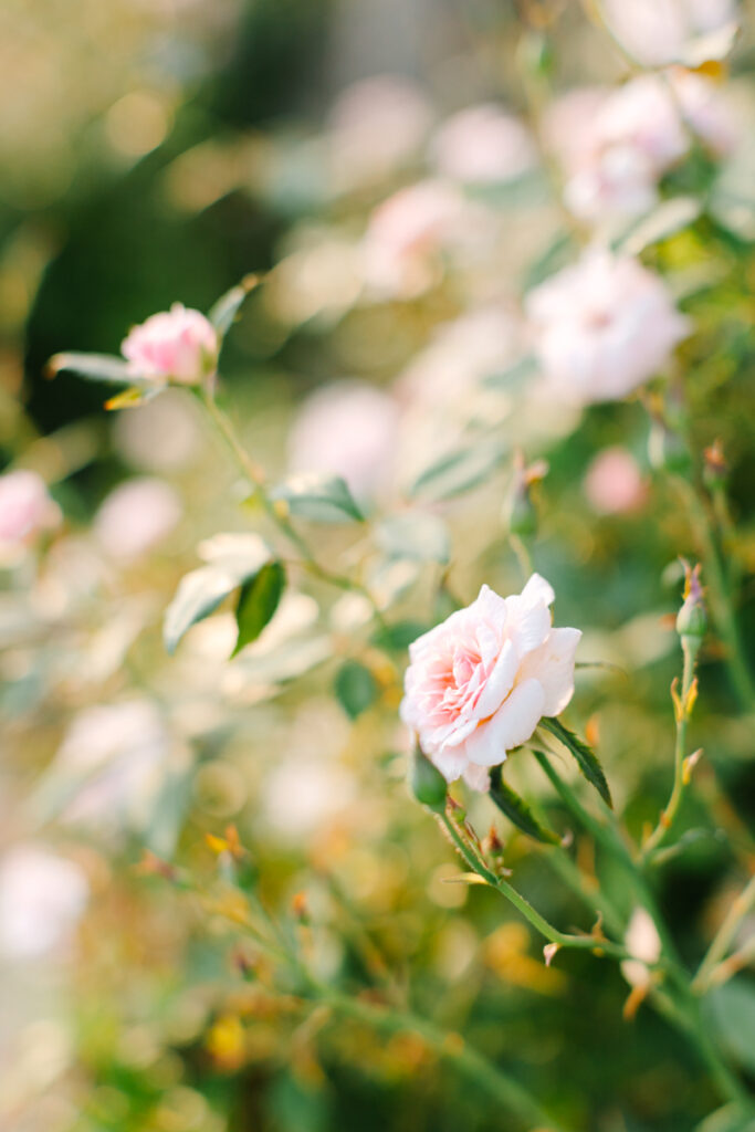 Maymont Richmond Roses