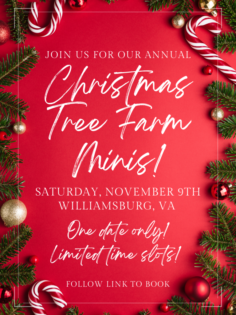 Rachael Reid Photography Christmas Tree Farm Minis 2024 Info Flyer