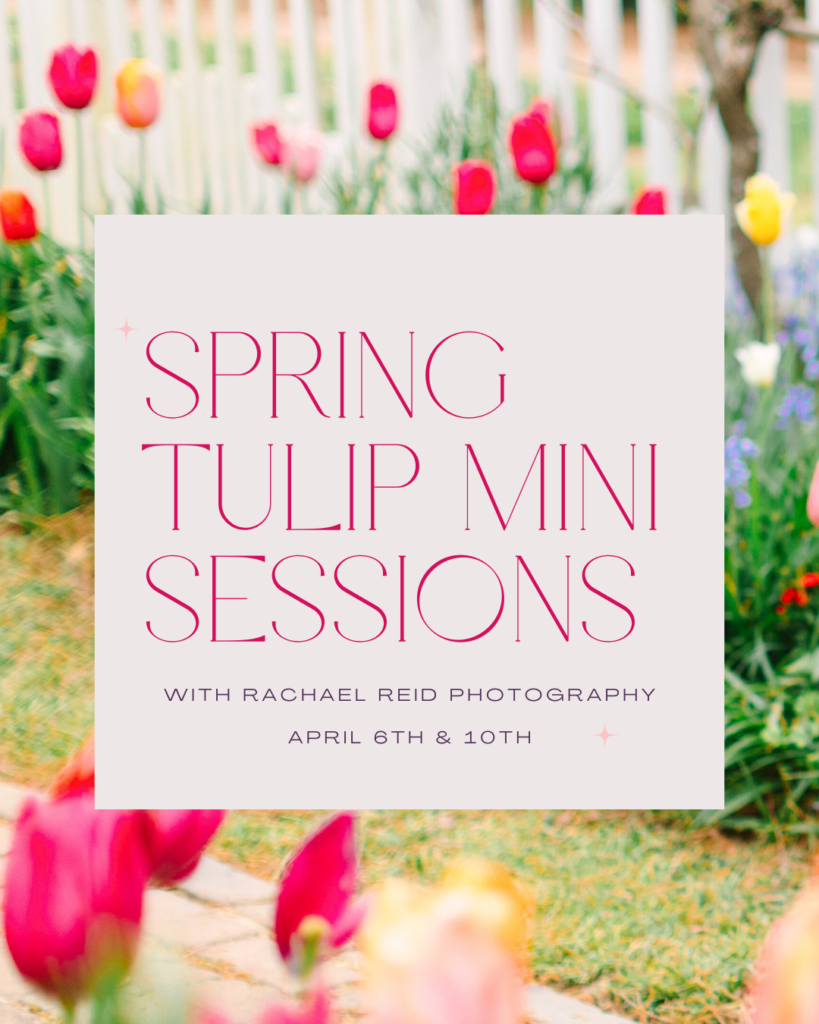 Infographic detailing Spring Tulip Mini Sessions with Rachael Reid Photography, including session dates and location in Colonial Williamsburg.