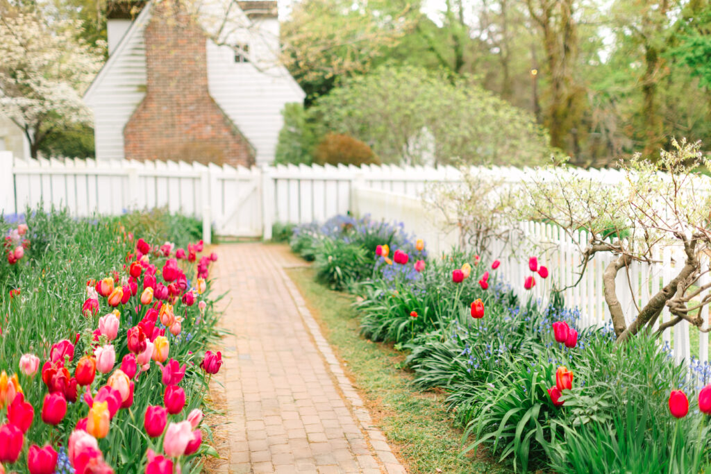 Scenic view of a charming garden in Colonial Williamsburg, filled with vibrant tulips, serving as the backdrop for spring mini sessions